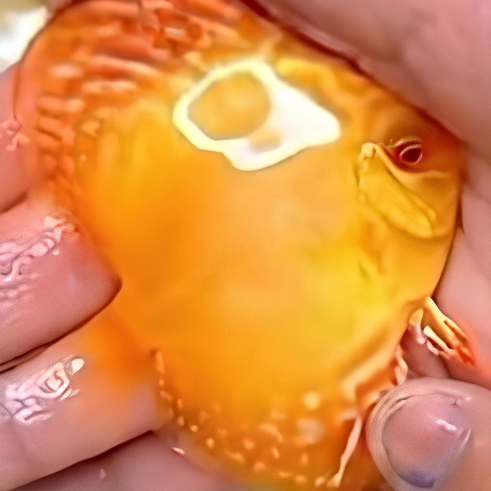 Albino-Cuipea-Solid-426x426