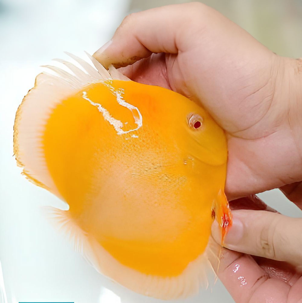 Albino-Millennium-Gold-284x300