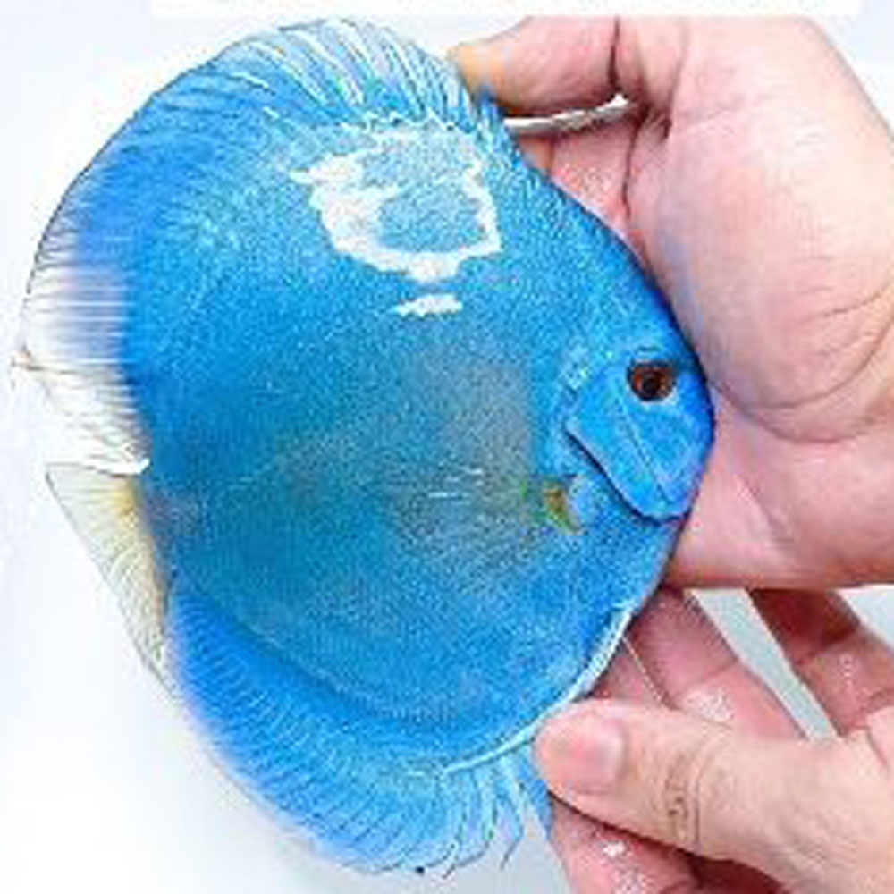 Blue-Diamond-250x300