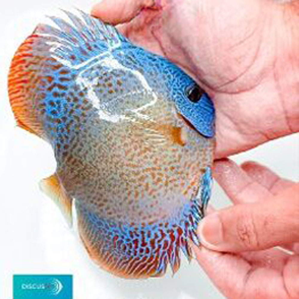 Blue-Snake-Skin-262x300