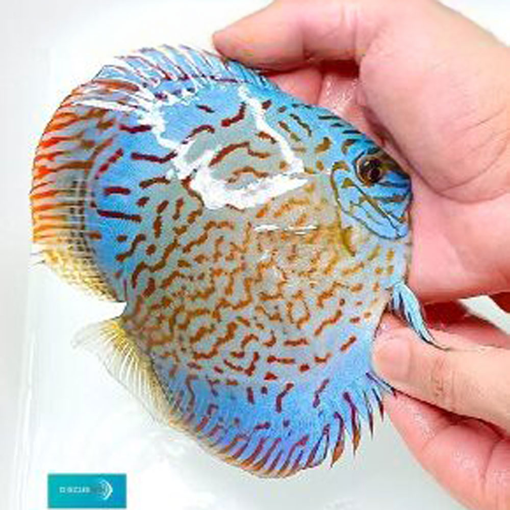 Blue-Turquoise-290x300