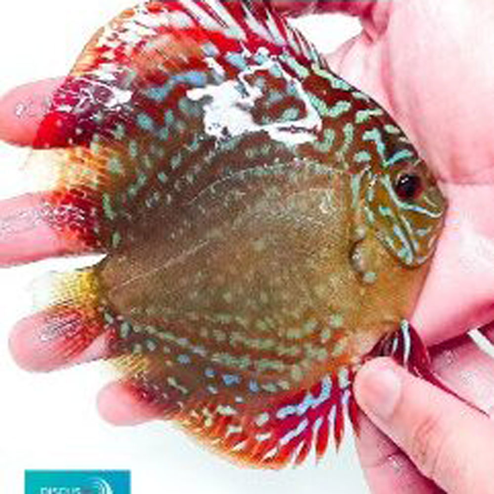 F2-Batata-X-Jacarecappa-2-241x300