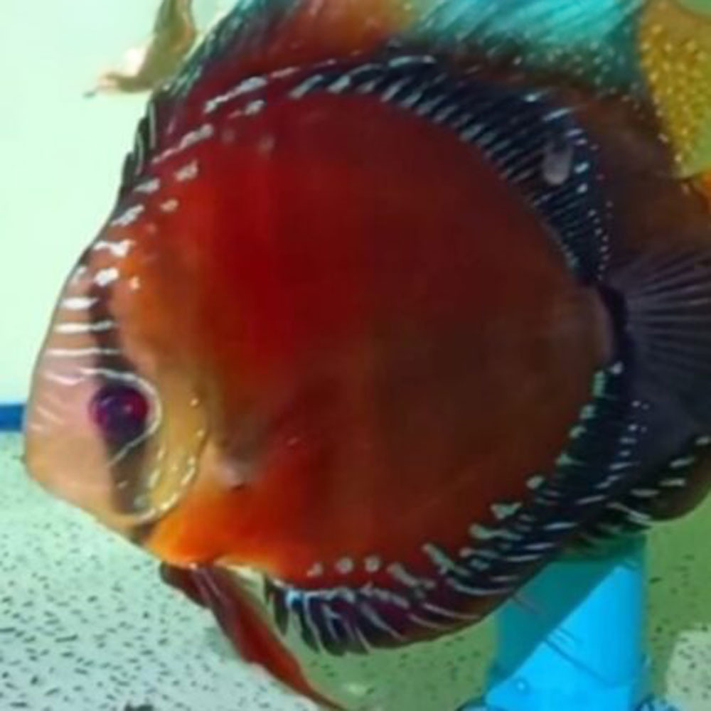 F2-Super-Red-Batata-426x426