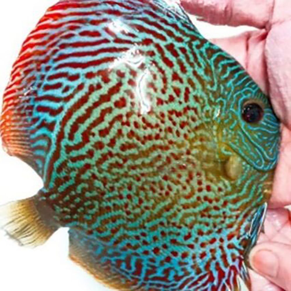 Galaxy-Snake-426x426