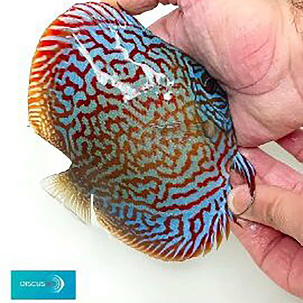 Galaxy-Turquoise-270x300