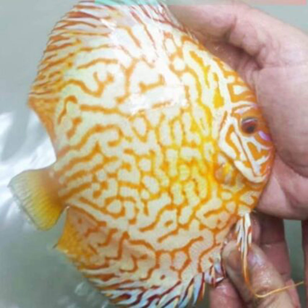 Golden-Checkerboard-GenX-426x426