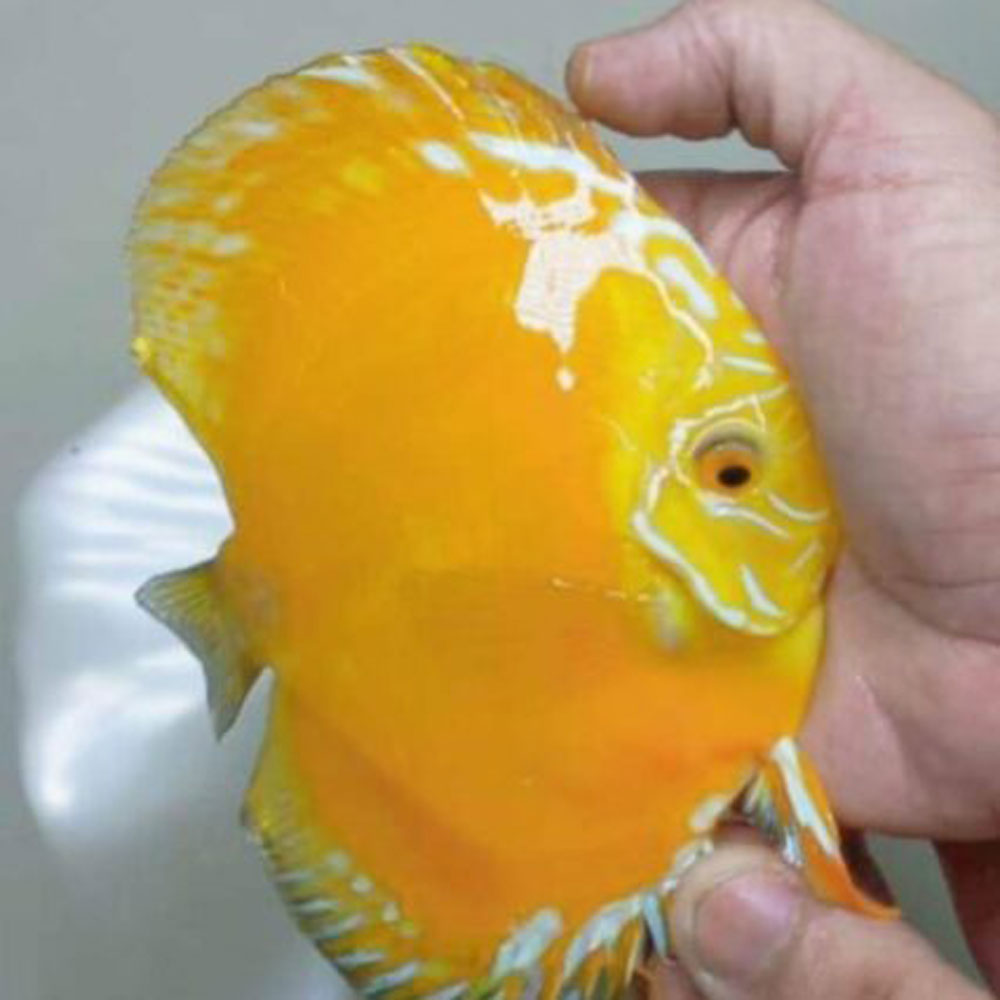 Golden-Jasper-426x426