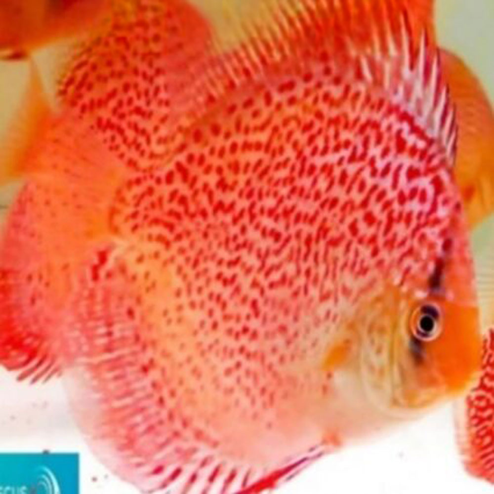 Leopard-Spotted-426x426