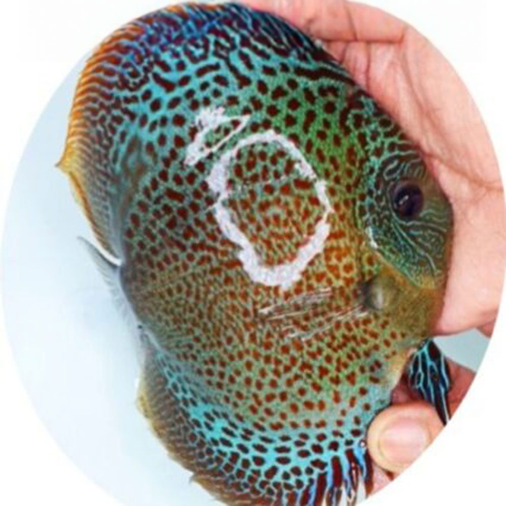 Leopard-Spotted-Snake-426x426