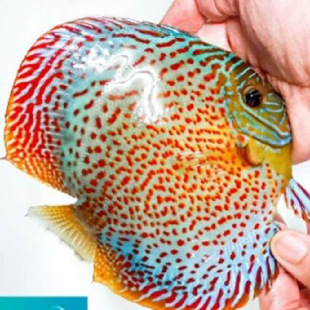 Red-Spotted-Green-426x426