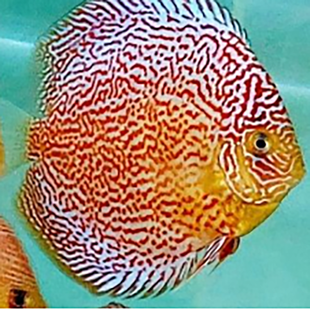 Sparkling-Maze-Leopard-1-293x300