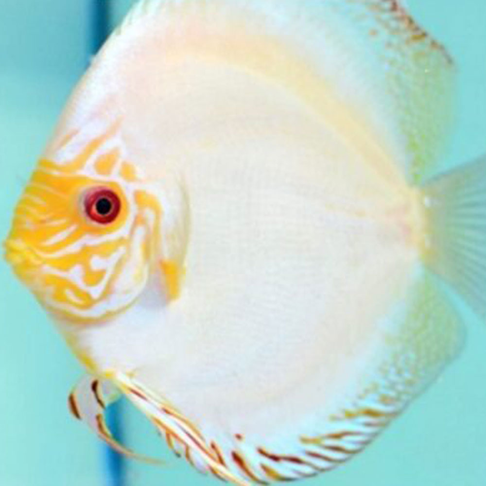 White-Butterfly-426x426