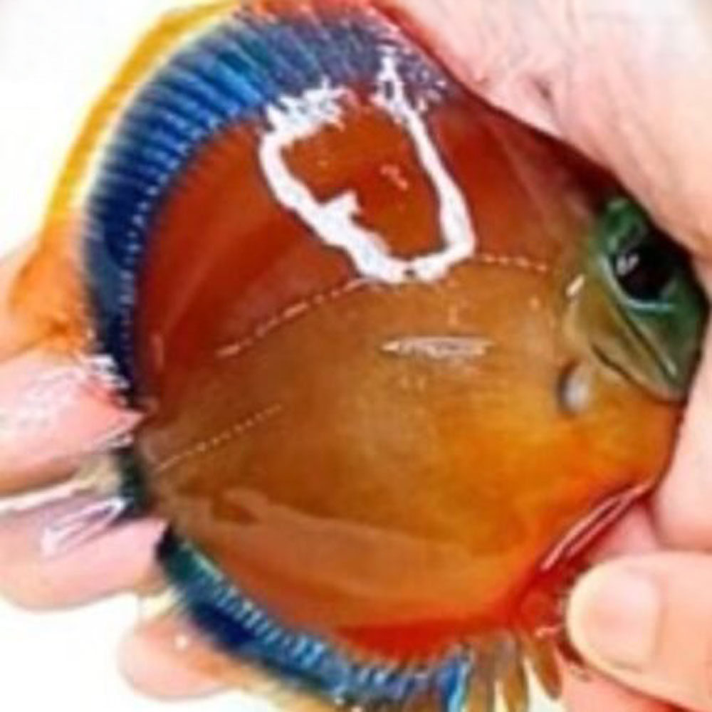 Wild-X-Red-Cover-Blue-Rim-426x426